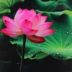 Lotus Acrylic Photo Frames